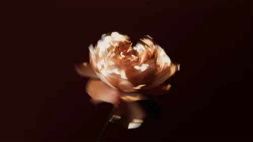 Metamorphosis — Flowers CGI by MUZZIN+SAMIRI